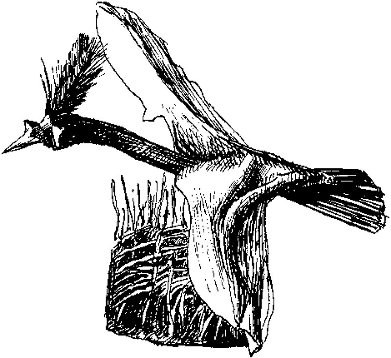 Сказочная птица (нингман гасани – нан.). Кости рыбы и птицы, дерево, древесный гриб, мох