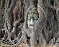 Голова Будды, извлеченная корнями из культурного слоя – символ средневековой столицы Сиама Аюттаи.  Ансамбль Ват Махатхат. 1384
