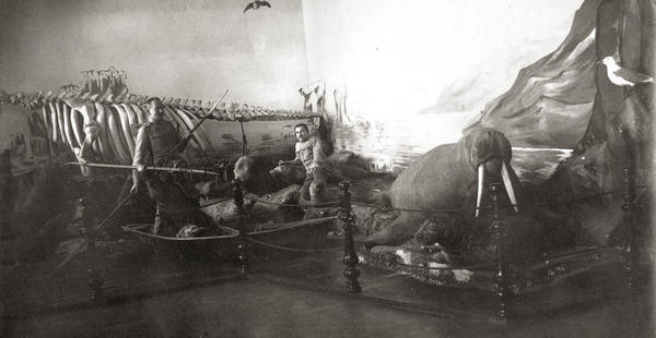 Скелет морской коровы. Экспозиция начала ХХ века