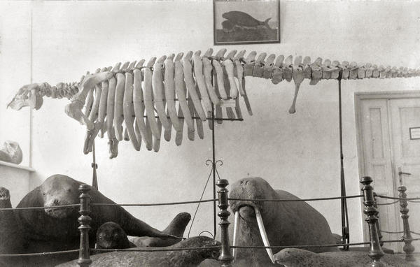 Скелет морской коровы. 1920–30-е
