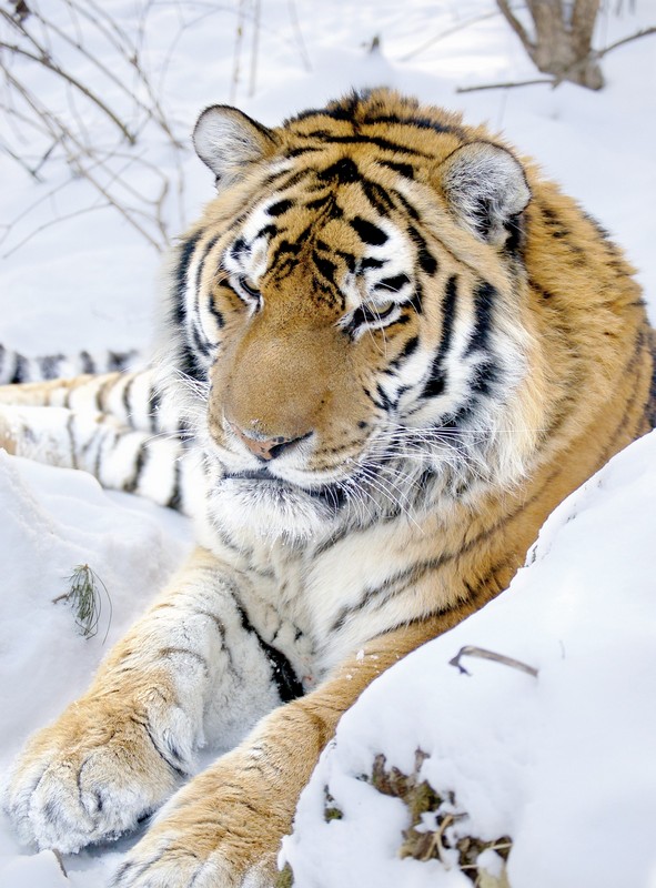 Амурский тигр. Фото И. Симонова